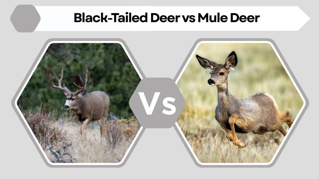 Black-Tailed Deer vs Mule Deer