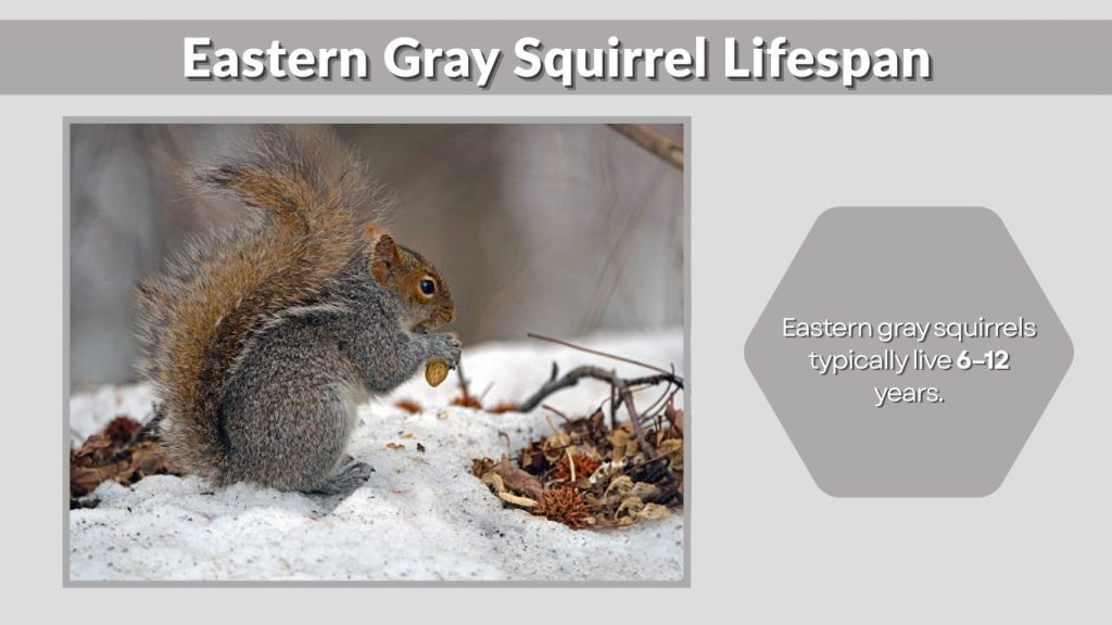 Eastern Gray Squirrel Lifespan