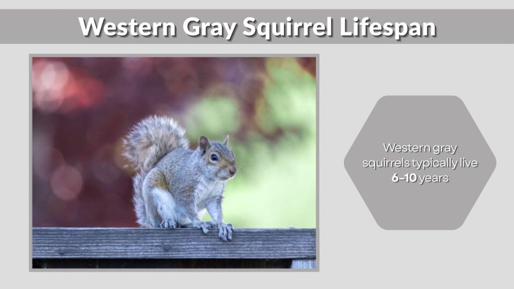 Western Gray Squirrel Lifespan