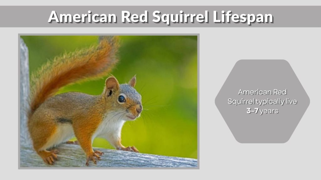 American Red Squirrel Lifespan