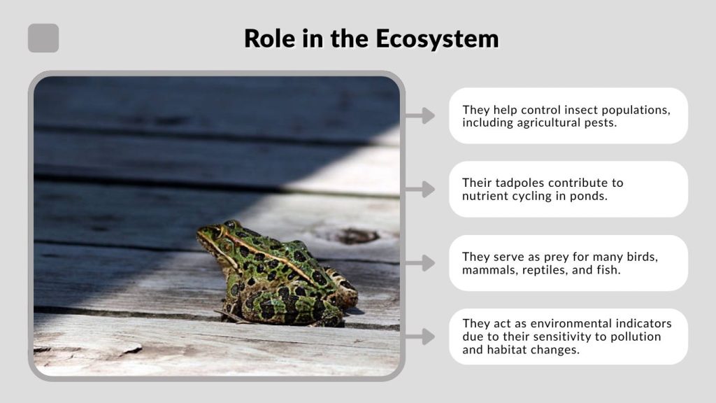 Role in the Ecosystem