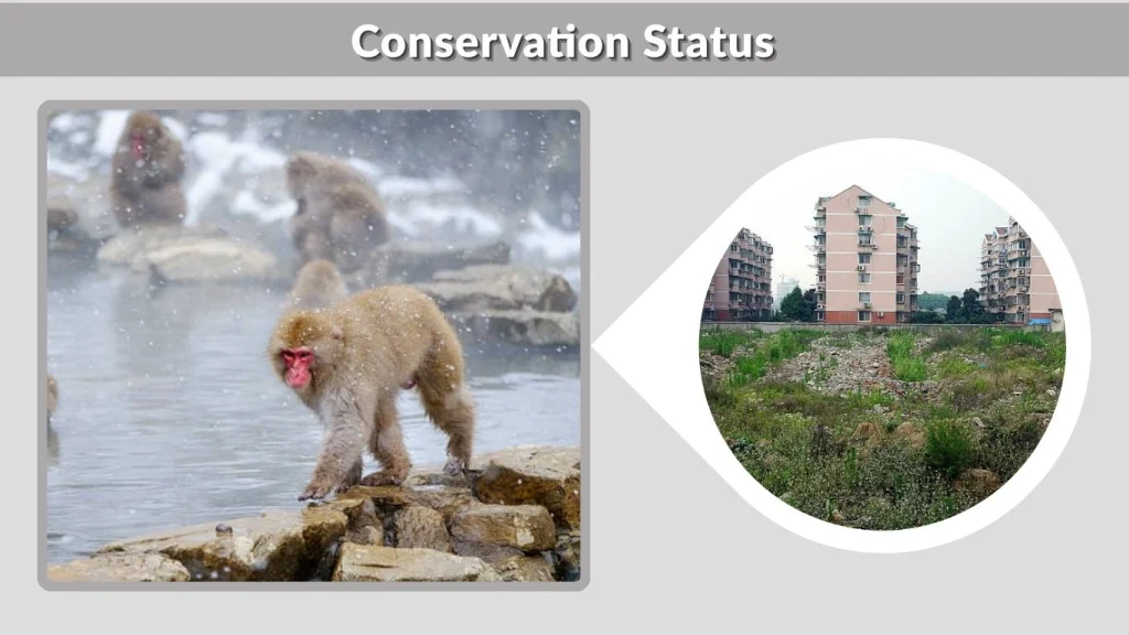 Conservation Status