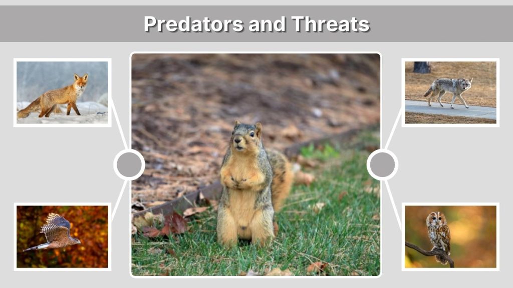 Predators and Threats