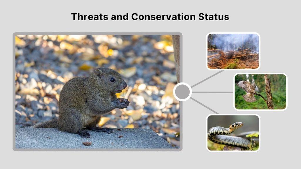 Threats and Conservation Status