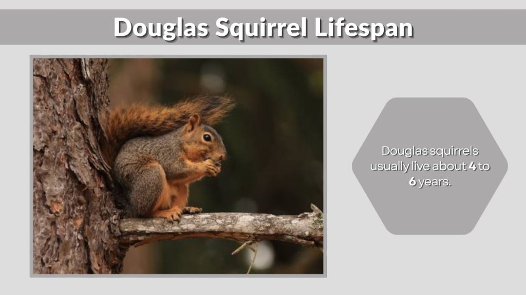 Douglas Squirrel Lifespan