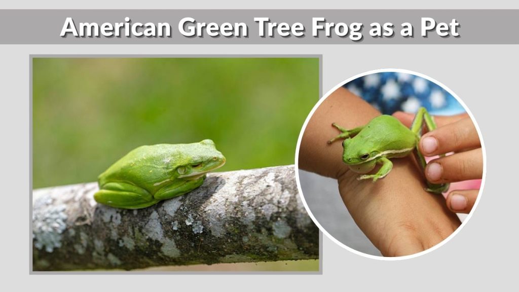 American Green Tree Frog as a Pet