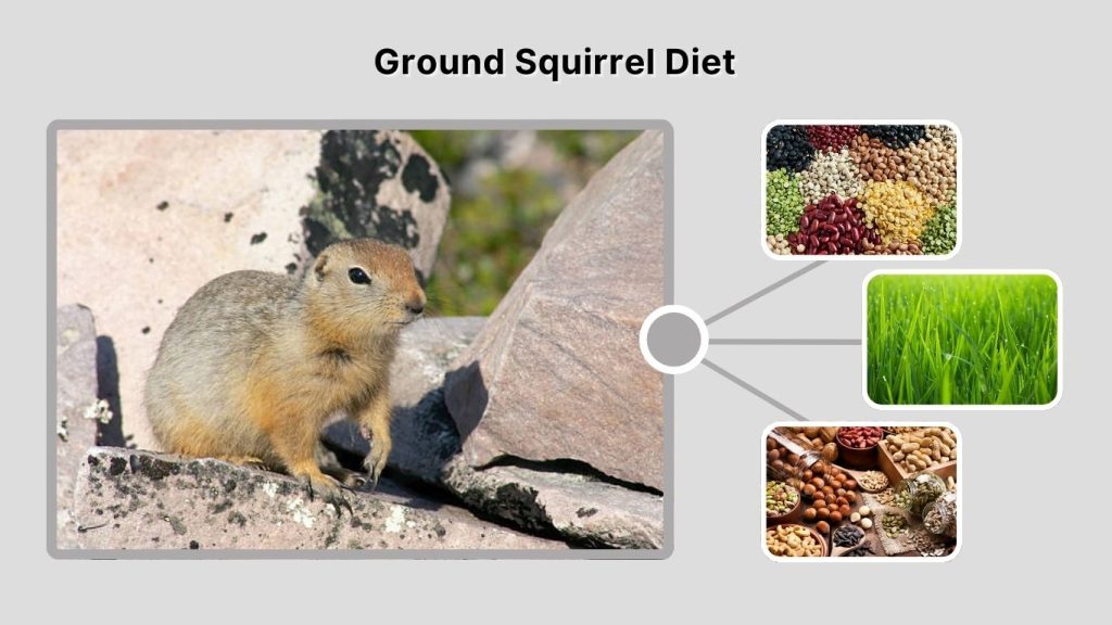 Ground Squirrel Diet