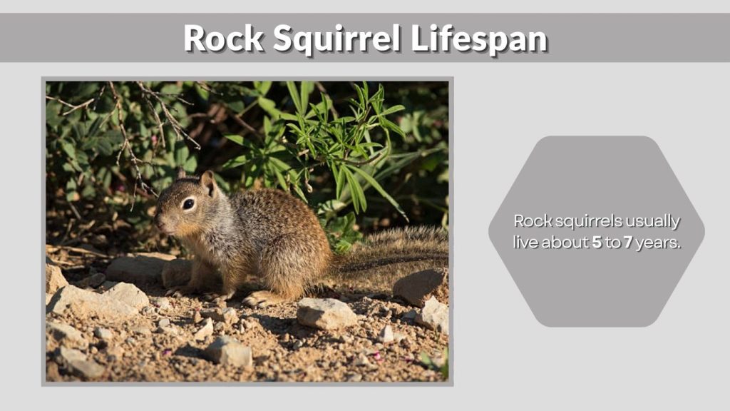 Rock Squirrel Lifespan