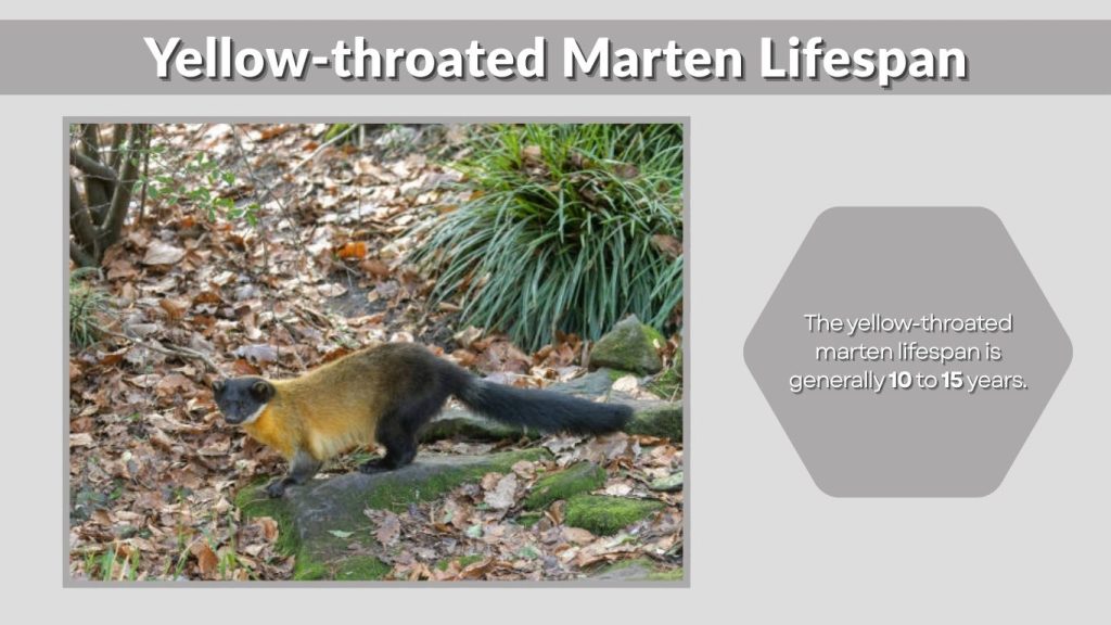 Yellow-throated Marten Lifespan