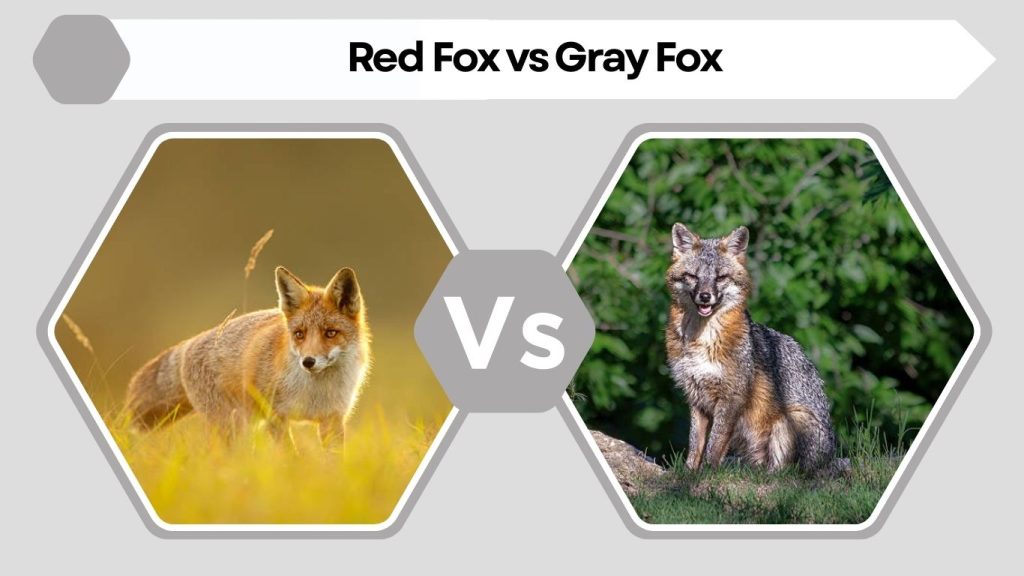 Red Fox vs Gray Fox