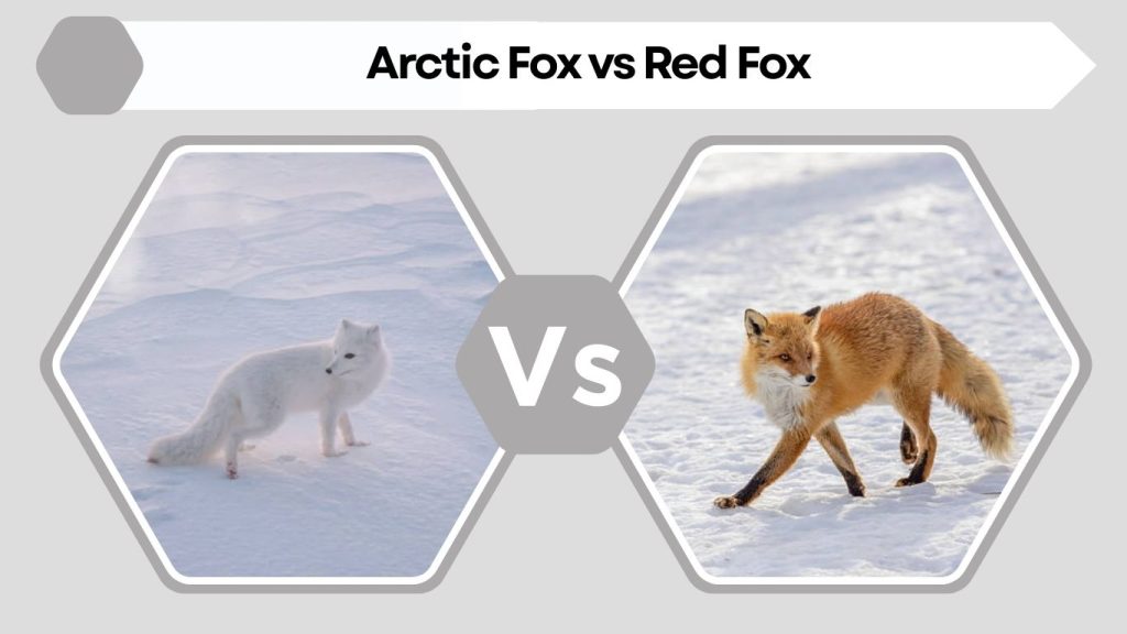 Arctic Fox vs Red Fox