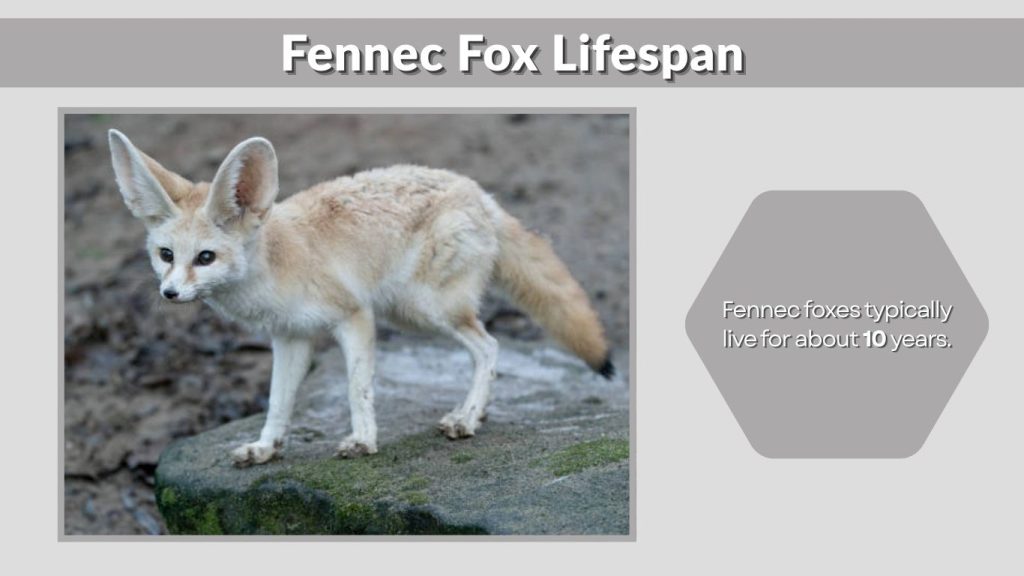 Fennec Fox Lifespan
