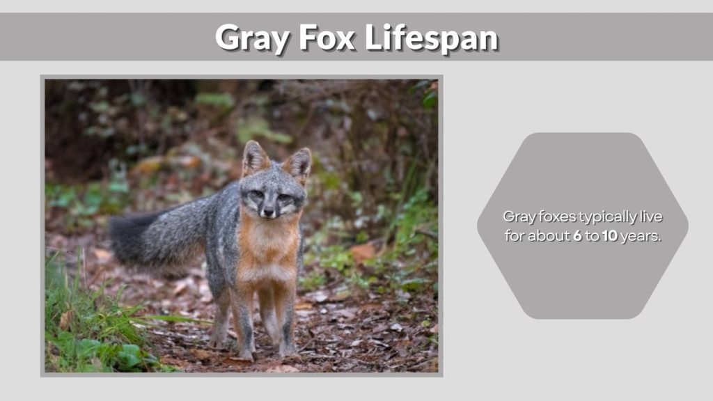 Gray Fox Lifespan