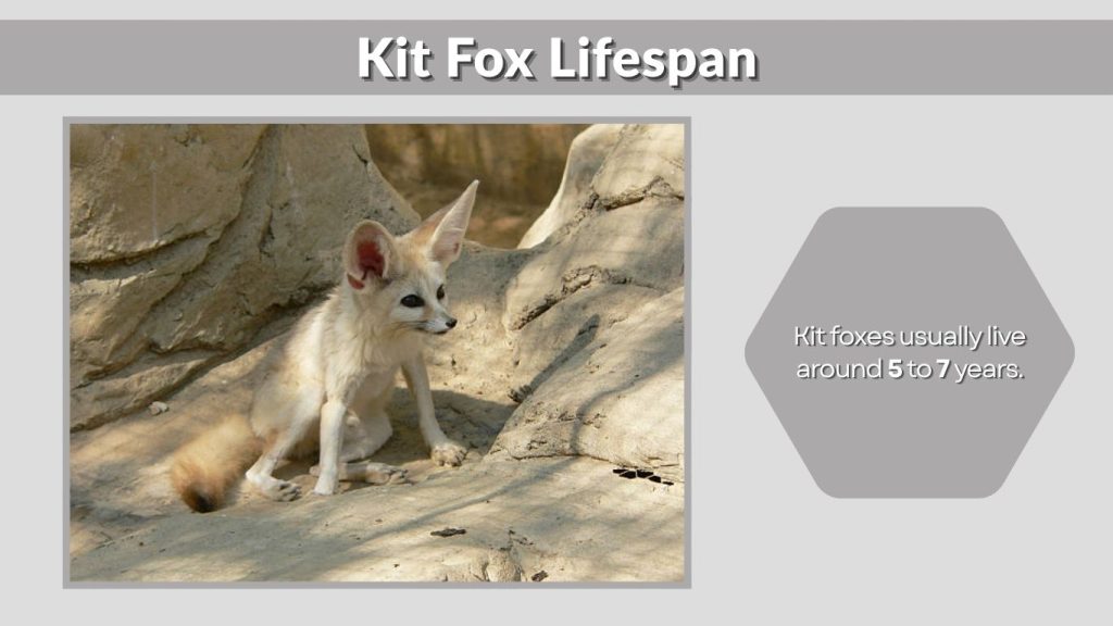 Kit Fox Lifespan