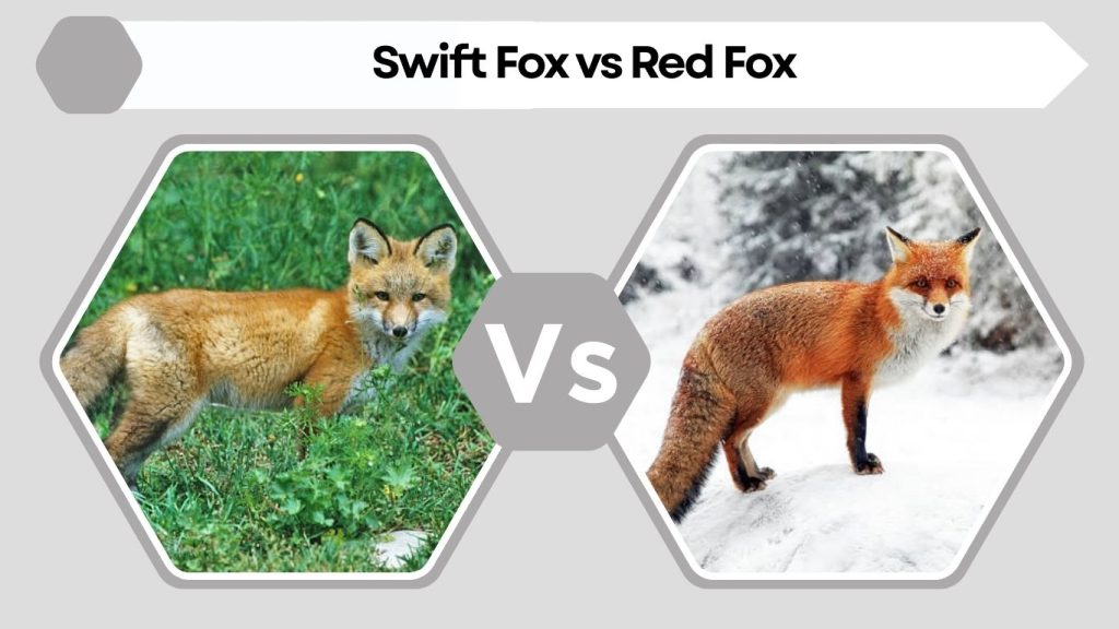 Swift Fox vs Red Fox