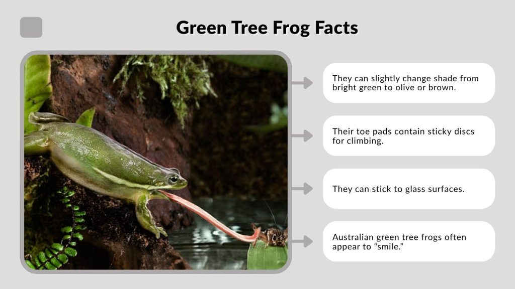 Green Tree Frog Facts