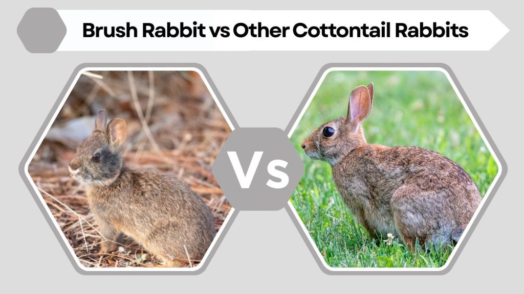 Brush Rabbit vs Other Cottontail Rabbits
