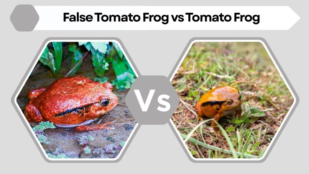 False Tomato Frog vs Tomato Frog