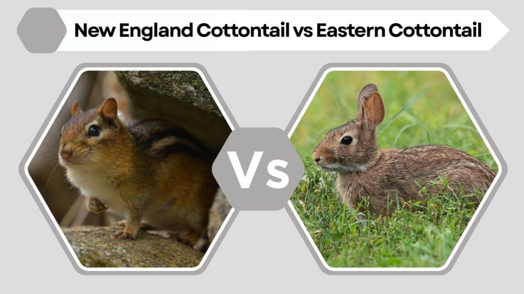New England Cottontail vs Eastern Cottontail