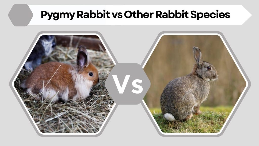 Pygmy Rabbit vs Other Rabbit Species