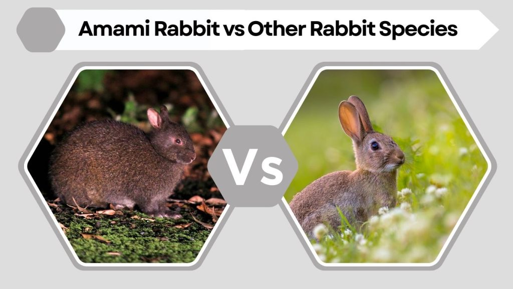 Amami Rabbit vs Other Rabbit Species