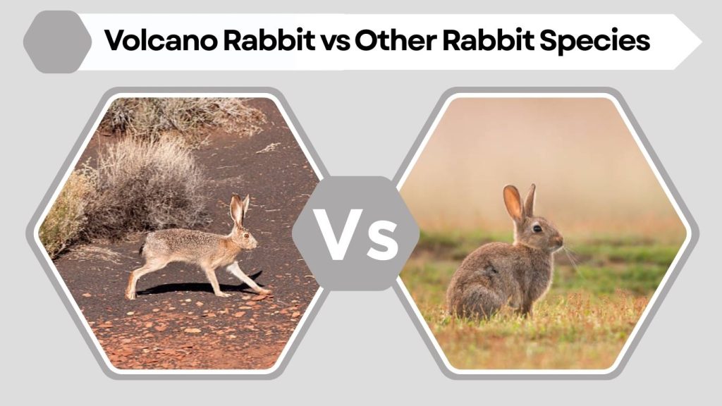 Volcano Rabbit vs Other Rabbit Species