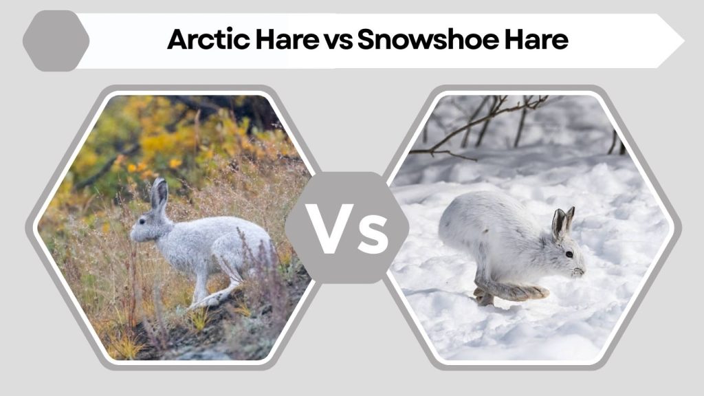 Arctic Hare vs Snowshoe Hare