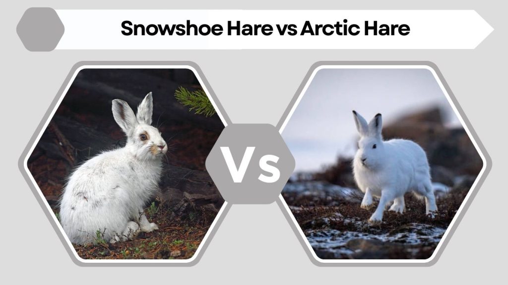 Snowshoe Hare vs Arctic Hare
