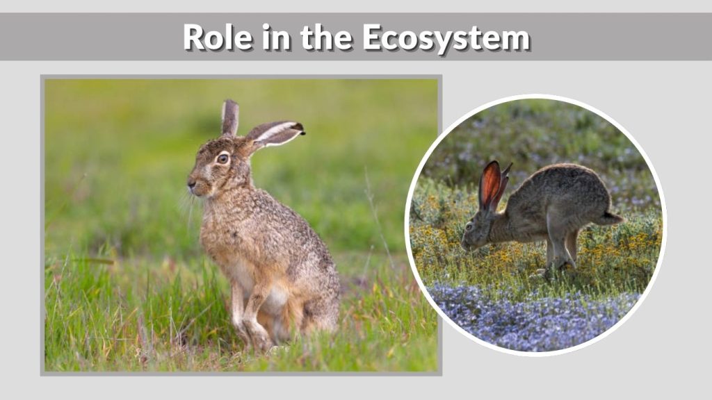Role in the Ecosystem