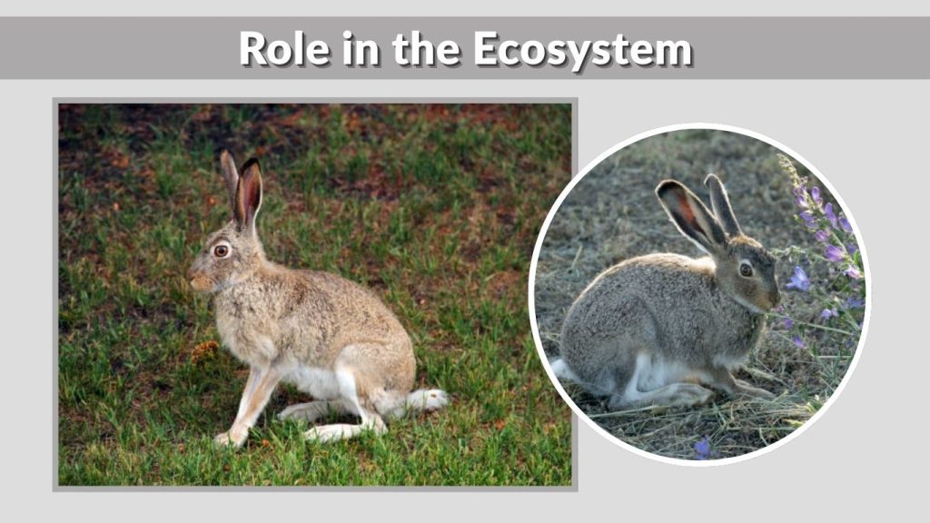 Role in the Ecosystem
