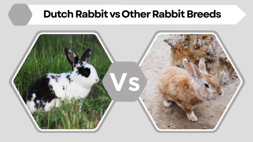 Dutch Rabbit vs Other Rabbit Breeds