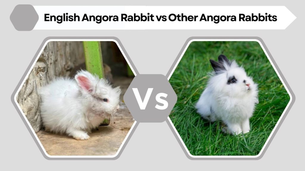 English Angora Rabbit vs Other Angora Rabbits