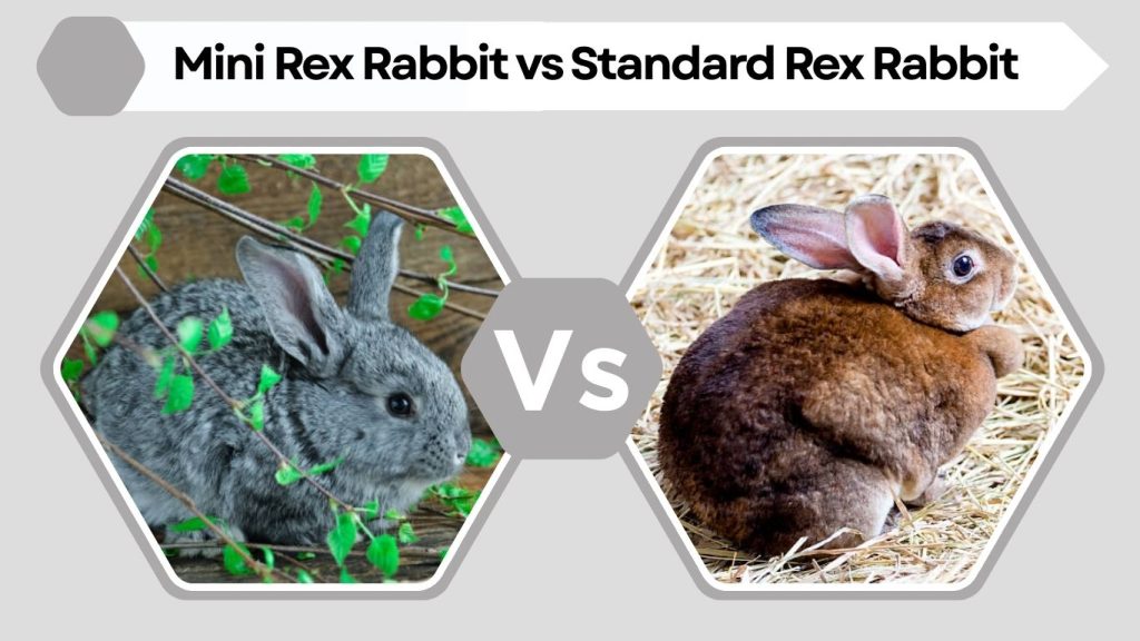 Mini Rex Rabbit vs Standard Rex Rabbit