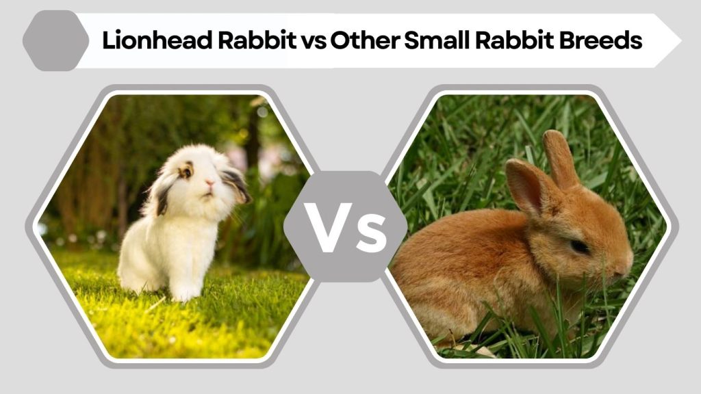 Lionhead Rabbit vs Other Small Rabbit Breeds