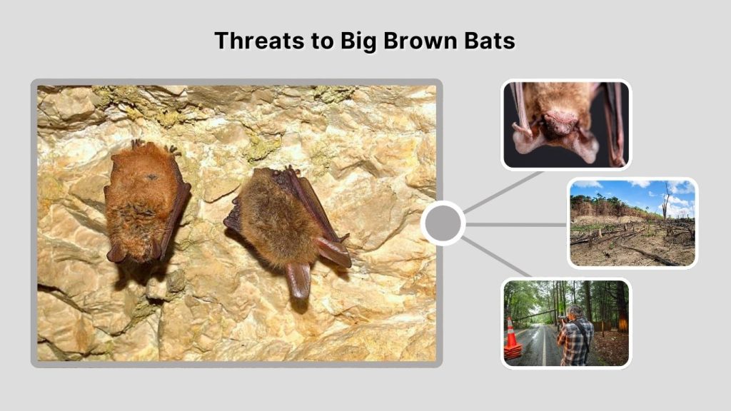 Threats to Big Brown Bats