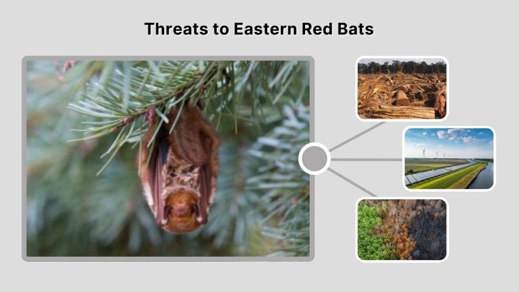 Threats to Eastern Red Bats