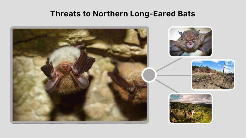 Threats to Northern Long-Eared Bats