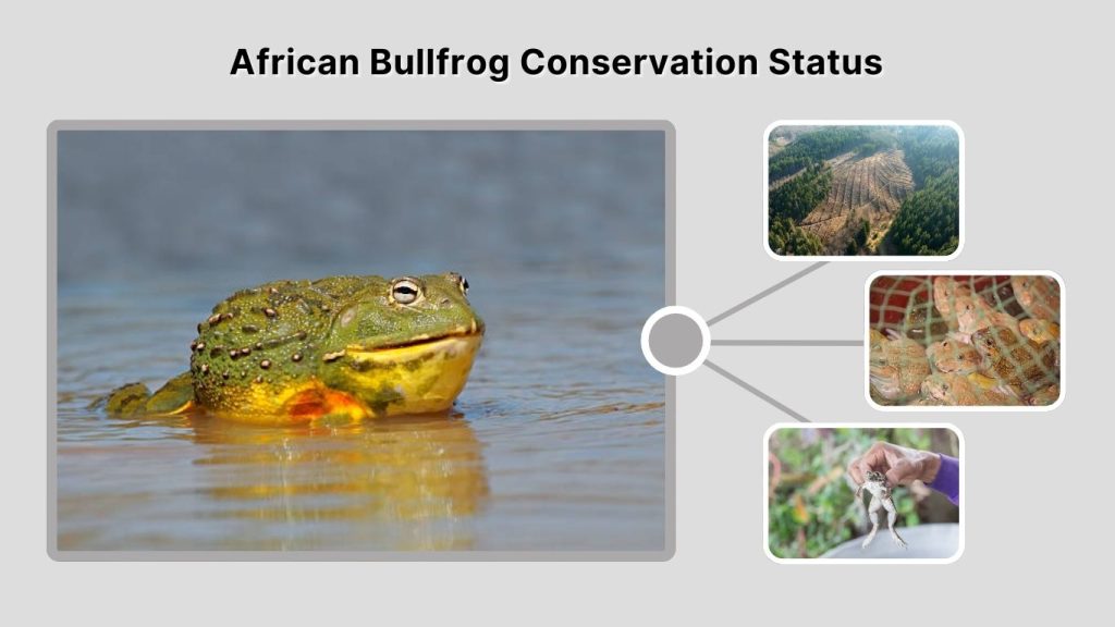 African Bullfrog Conservation Status