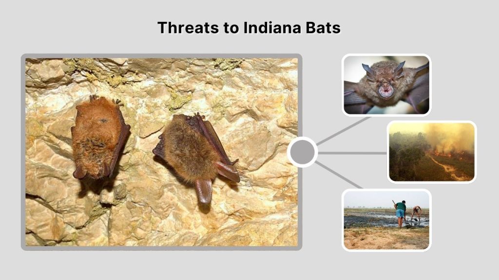 Threats to Indiana Bats