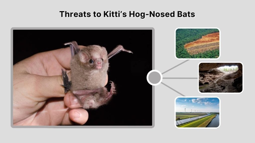 Threats to Kitti’s Hog-Nosed Bats