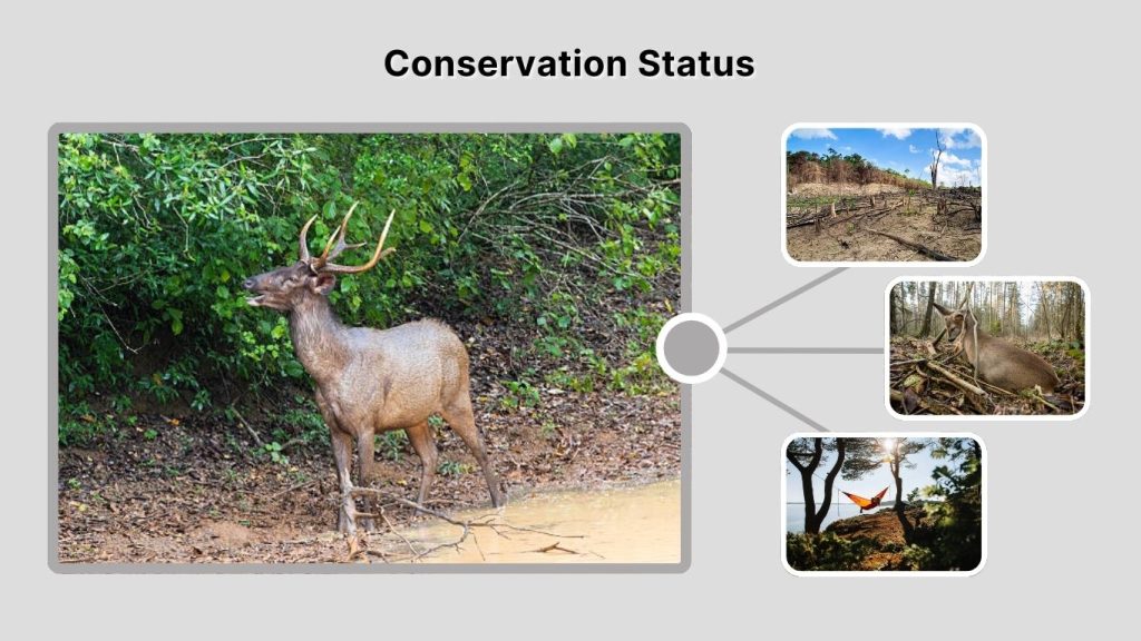Conservation Status