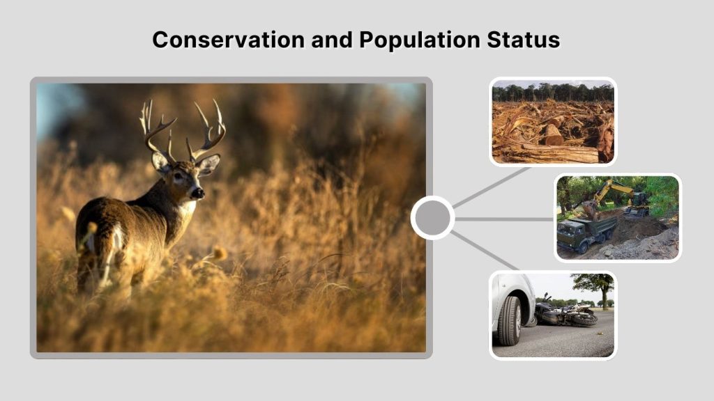 Conservation and Population Status