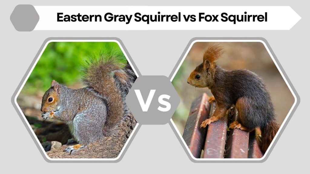 Eastern Gray Squirrel vs Fox Squirrel