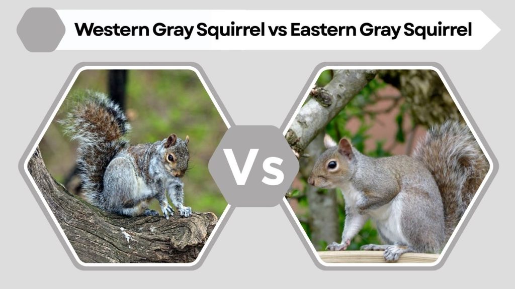 Western Gray Squirrel vs Eastern Gray Squirrel
