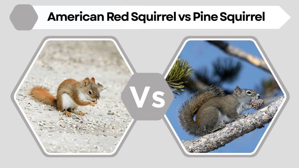 American Red Squirrel vs Pine Squirrel