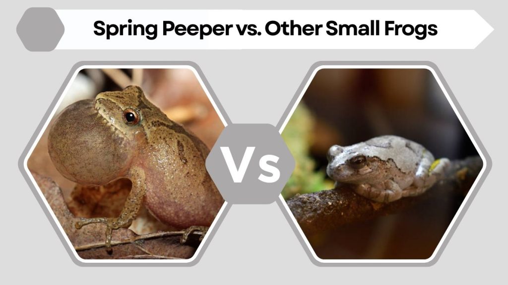 Spring Peeper vs. Other Small Frogs