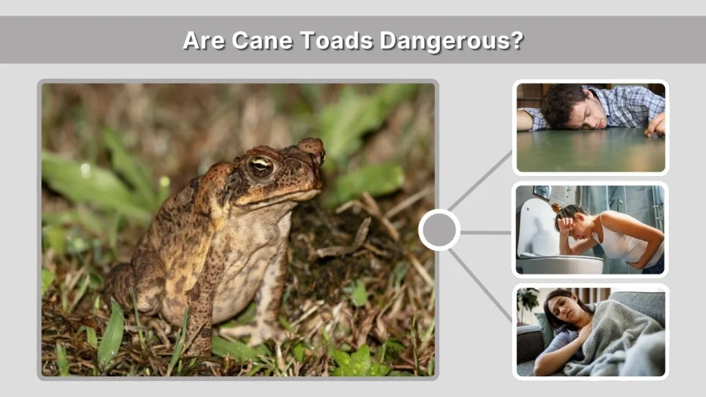 Are Cane Toads Dangerous?