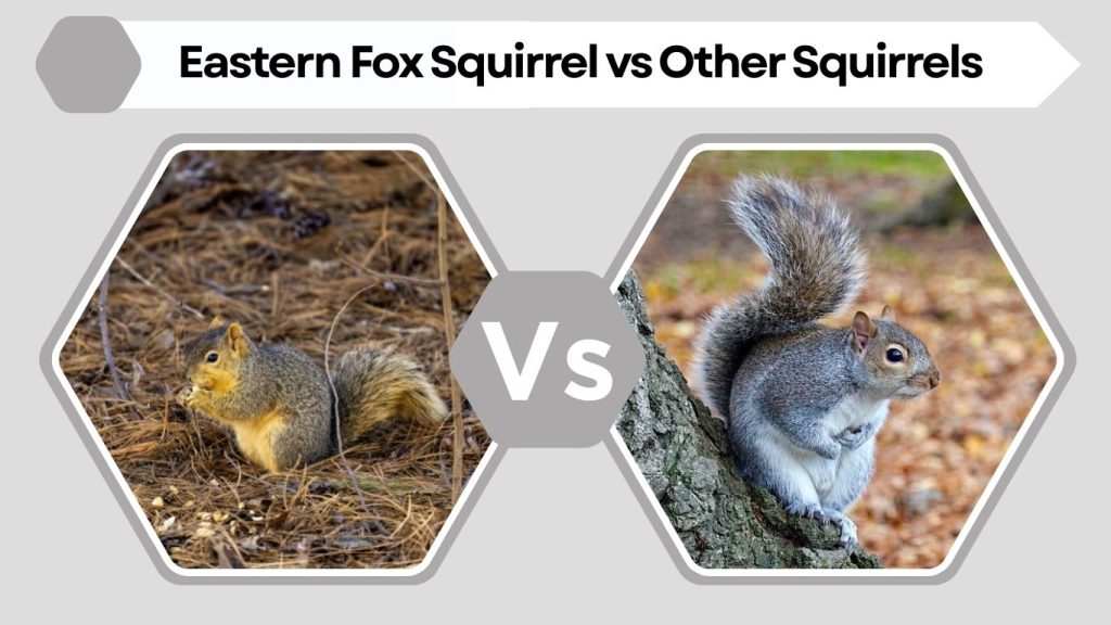Eastern Fox Squirrel vs Other Squirrels