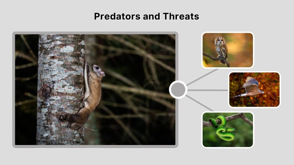 Predators and Threats