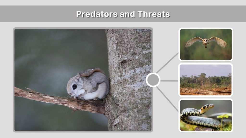 Predators and Threats